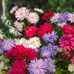 Fleurs - Reine-Marguerite Plume d’Autruche Variée  - face recto